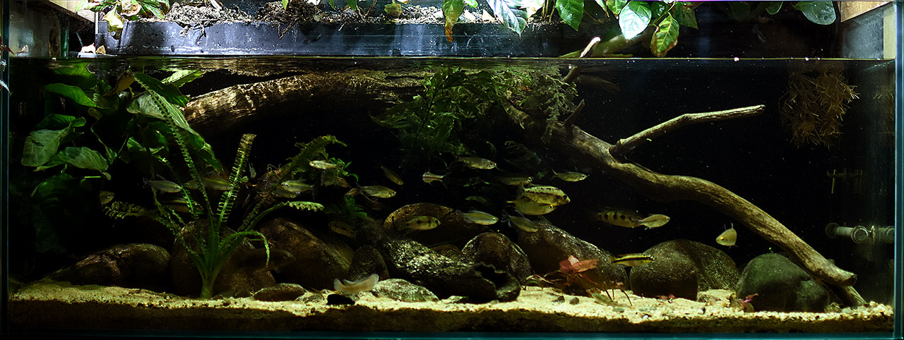 Wild Aquarium