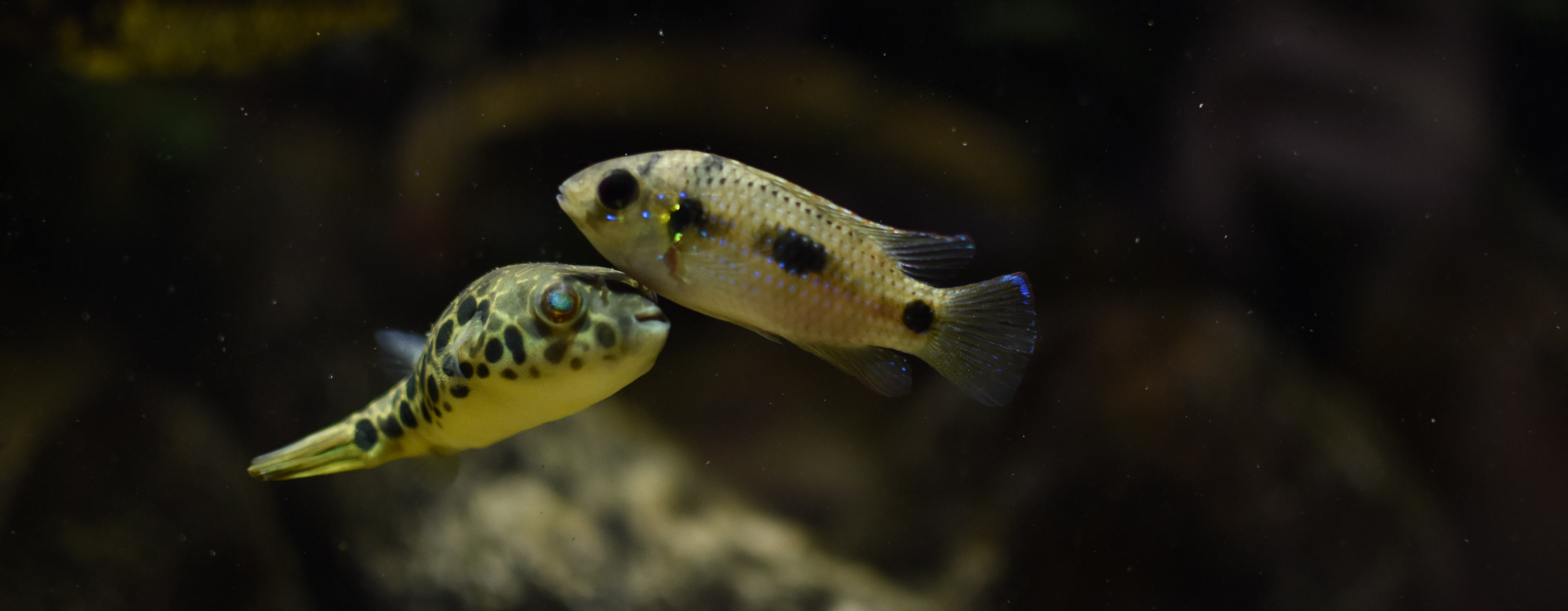 ワイルドアクアリウム　アフリカ河川