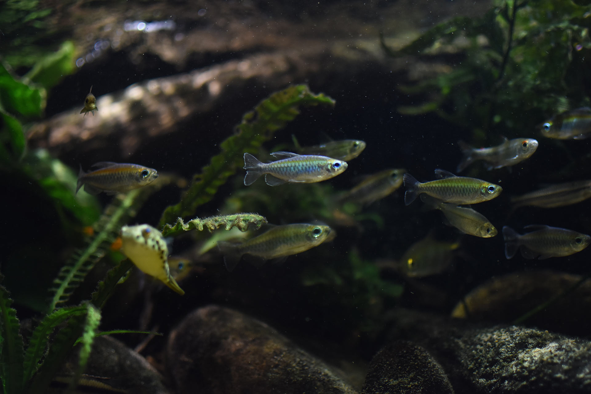 ワイルドアクアリウム　アフリカ河川