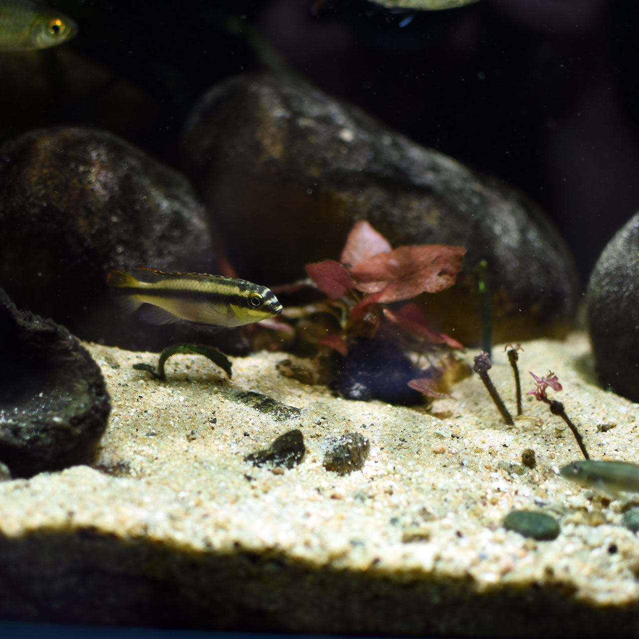 ワイルドアクアリウム　アフリカ河川