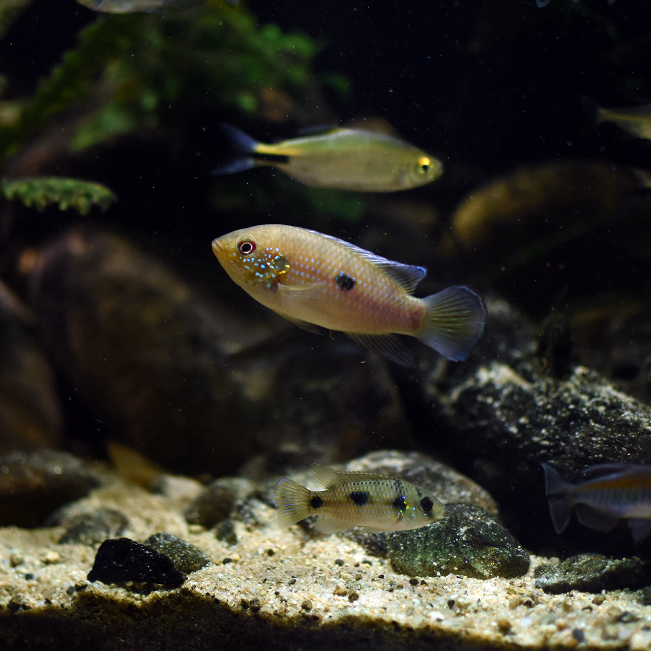 ワイルドアクアリウム　アフリカ河川