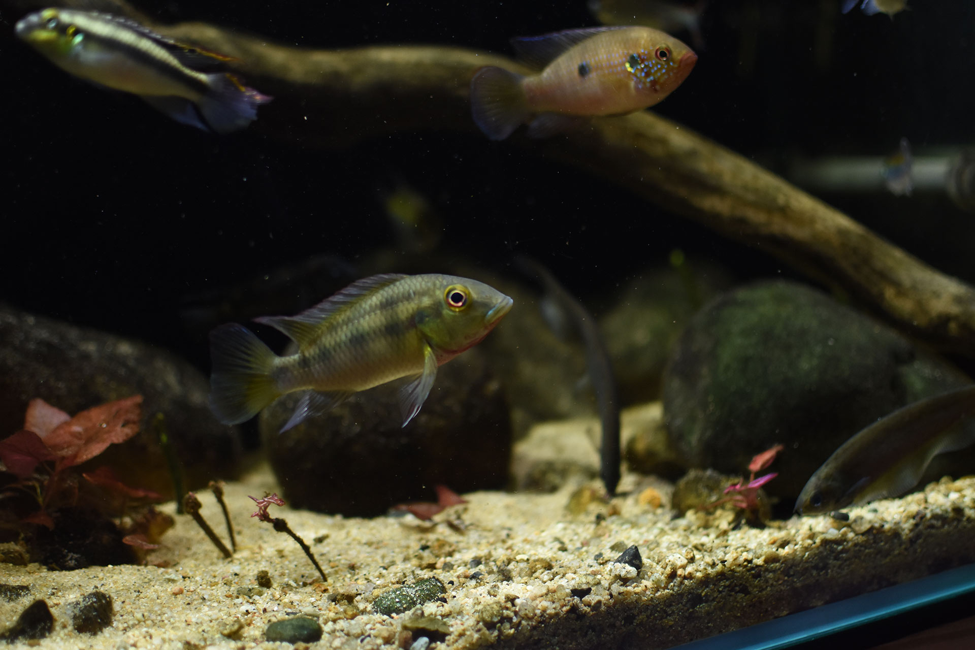 ワイルドアクアリウム　アフリカ河川