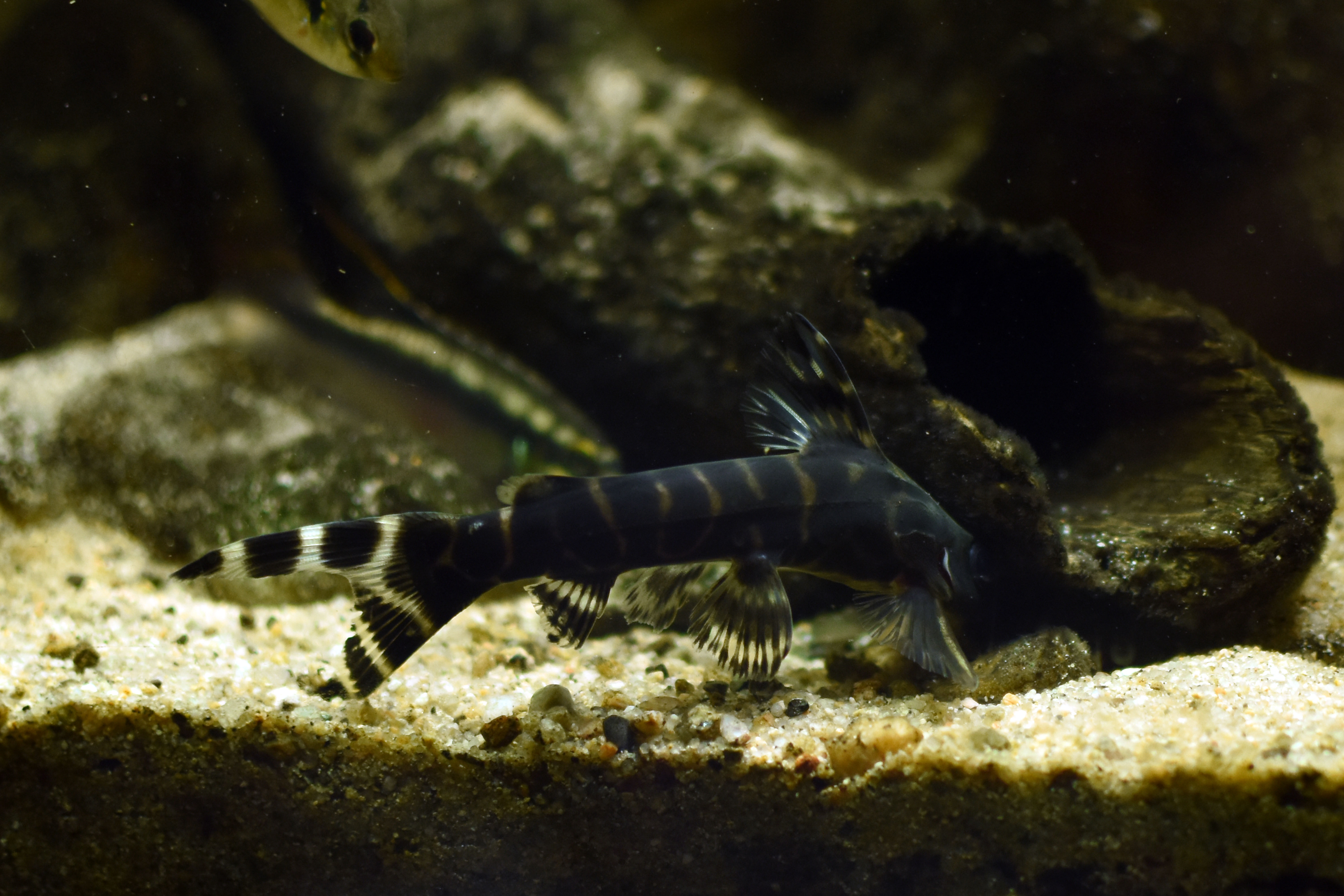 ワイルドアクアリウム　アフリカ河川