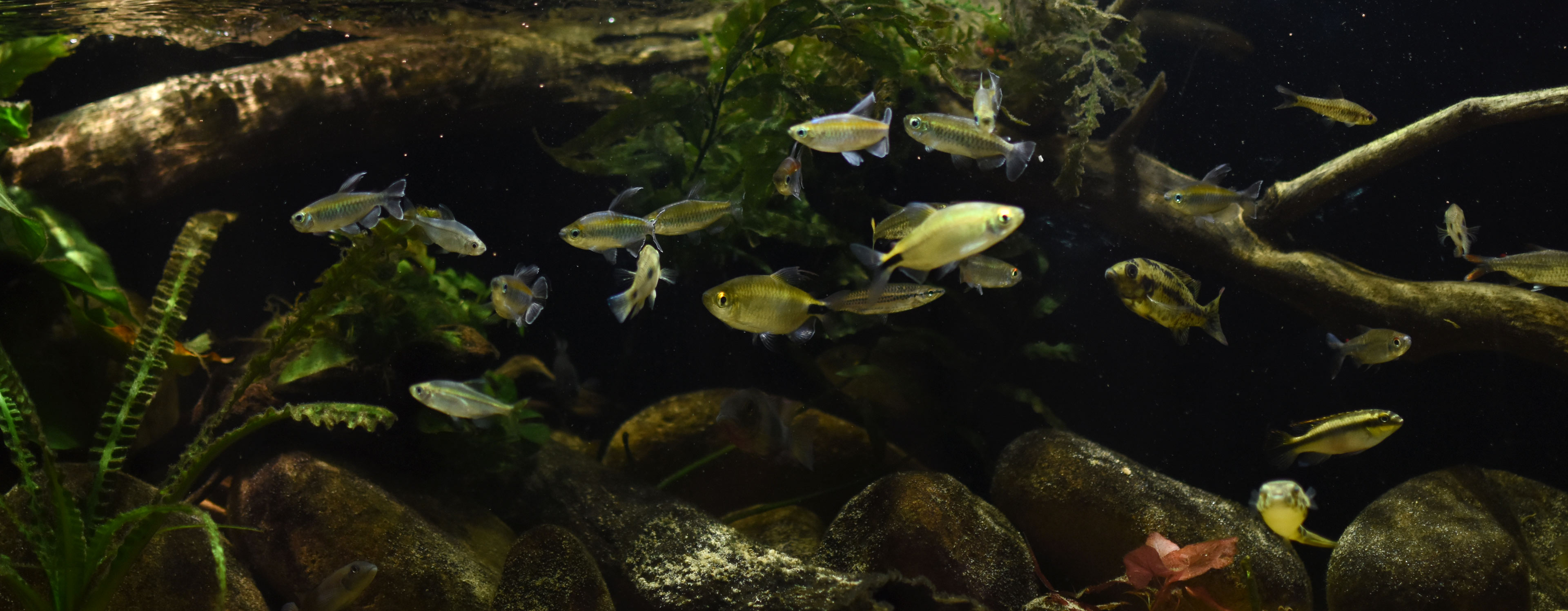 ワイルドアクアリウム　アフリカ河川