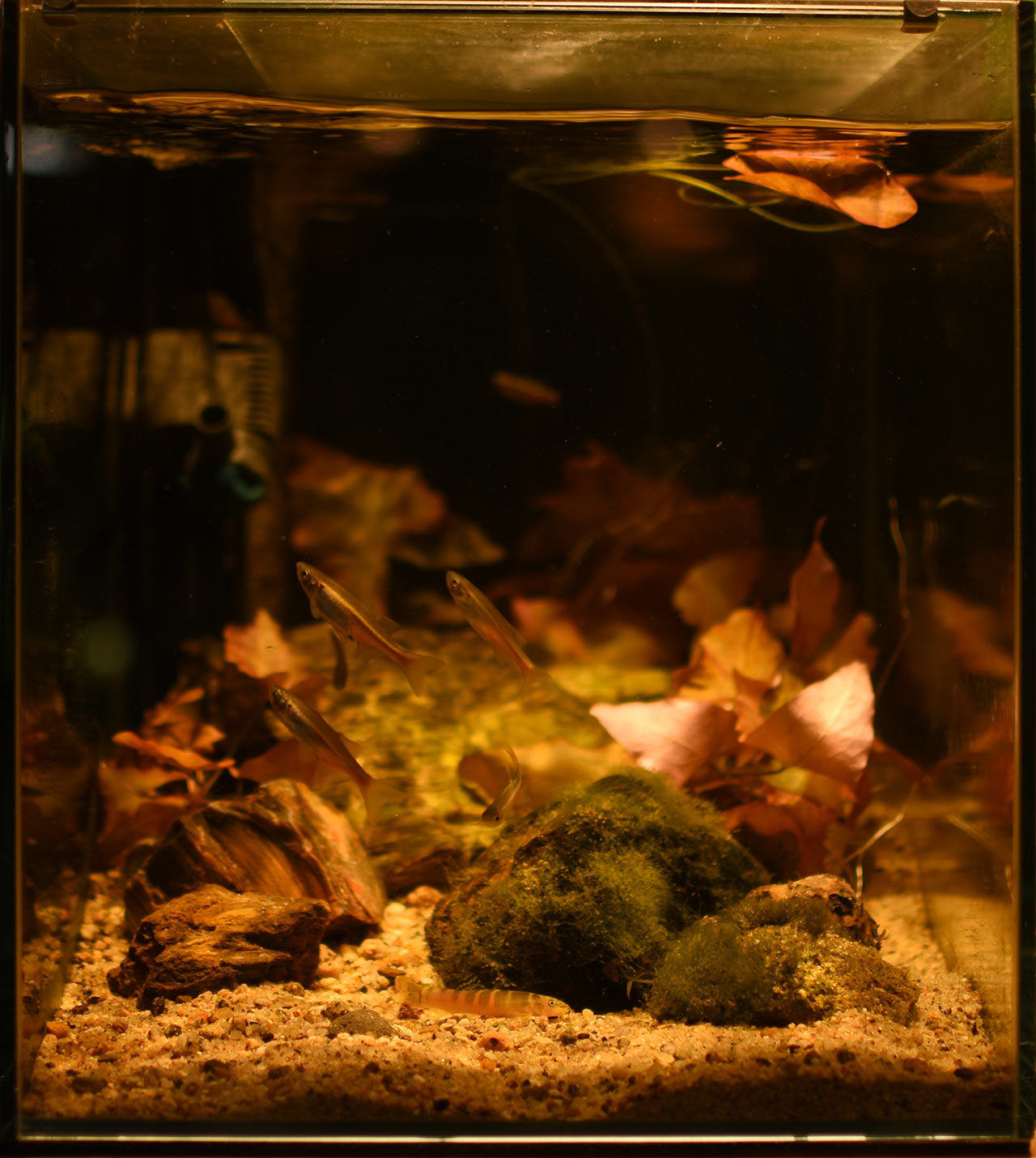 Wild Aquarium