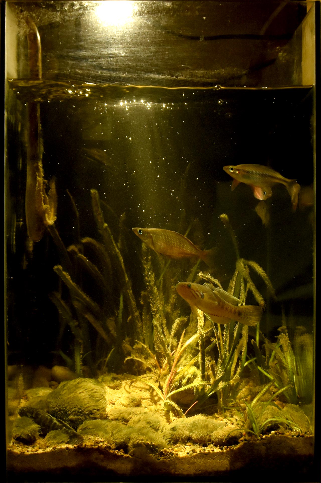 Wild Aquarium