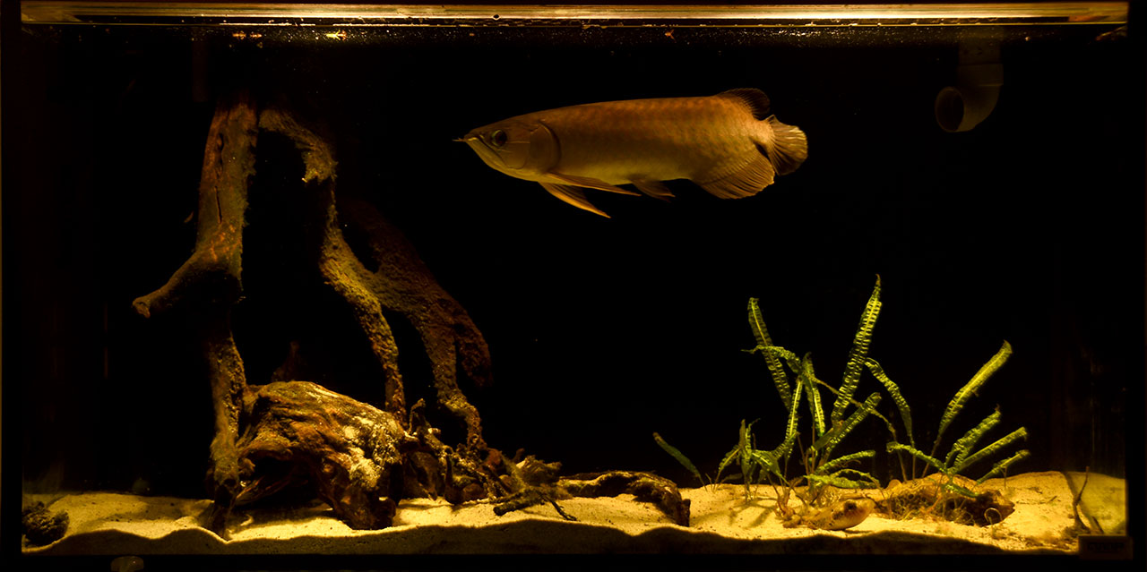 Wild Aquarium