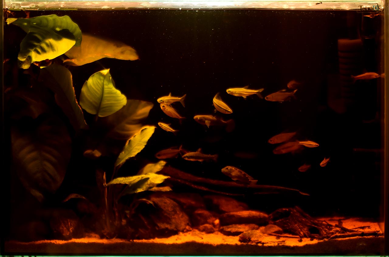 Wild Aquarium
